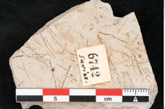 Foto (Detailansicht) von Hypnum sagorianum Ettingshausen (NHMW-GEO-2024-0188-6742)